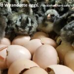 Black Laced Silver Wyandottes Fertile Hatching Eggs