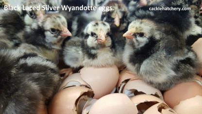 Black Laced Silver Wyandottes Fertile Hatching Eggs