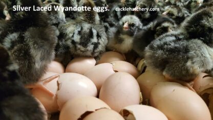 Black Laced Silver Wyandottes Fertile Hatching Eggs