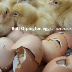 Buff Orpington Fertile Hatching Eggs