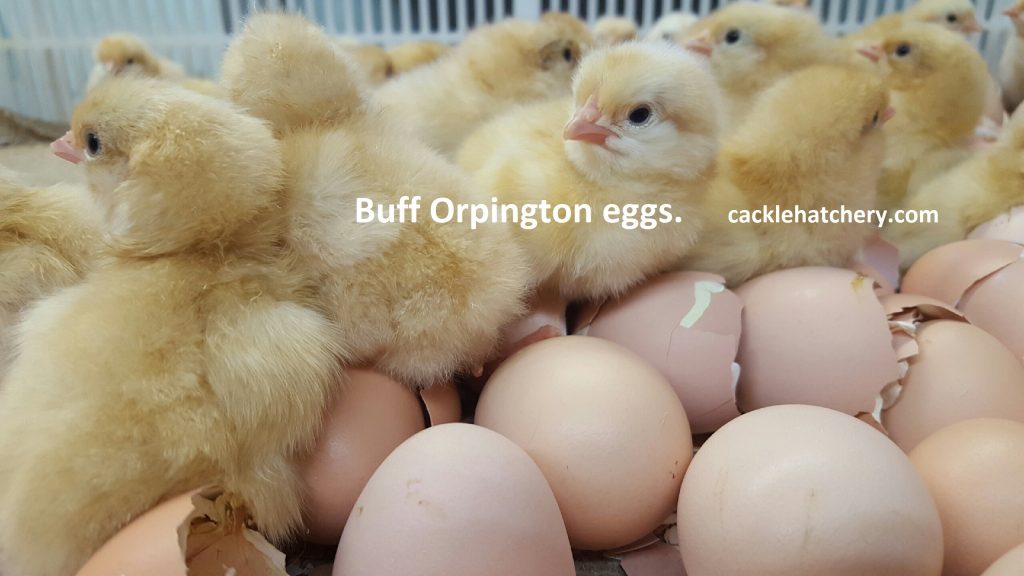 Buff Orpington Fertile Hatching Eggs for Sale Fresh/Fertile Eggs