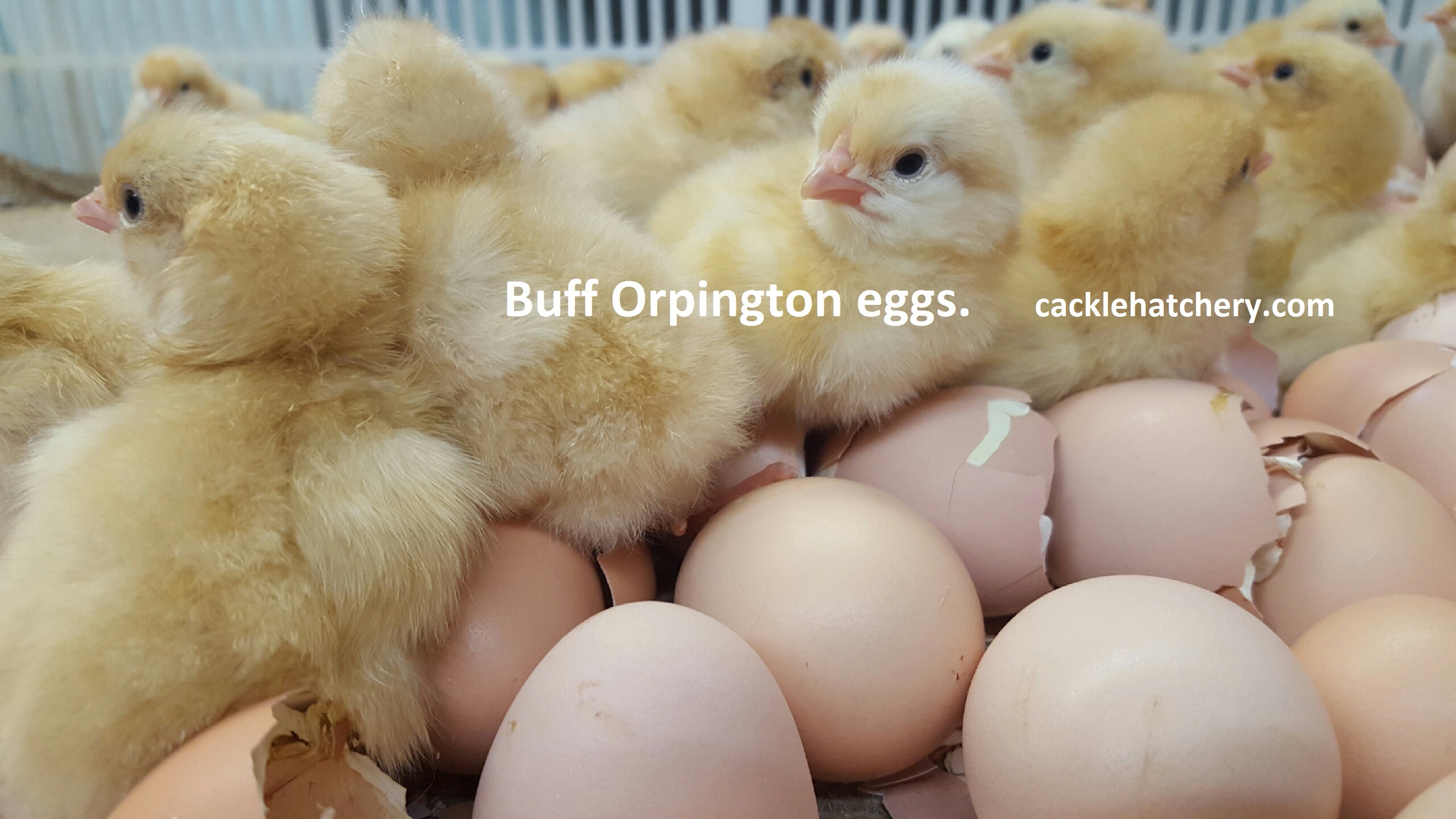 Details about   12  Pure Bred English Buff Orphington Hatching Eggs. 