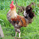Online Sources for Reliable Information on Poultry Health