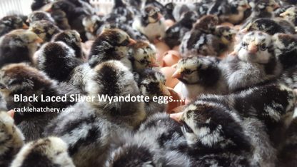 Black Laced Silver Wyandottes Fertile Hatching Eggs