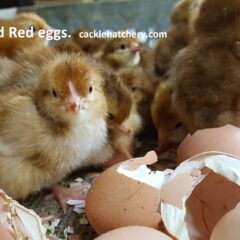 Rhode Island Red Fertile Hatching Eggs