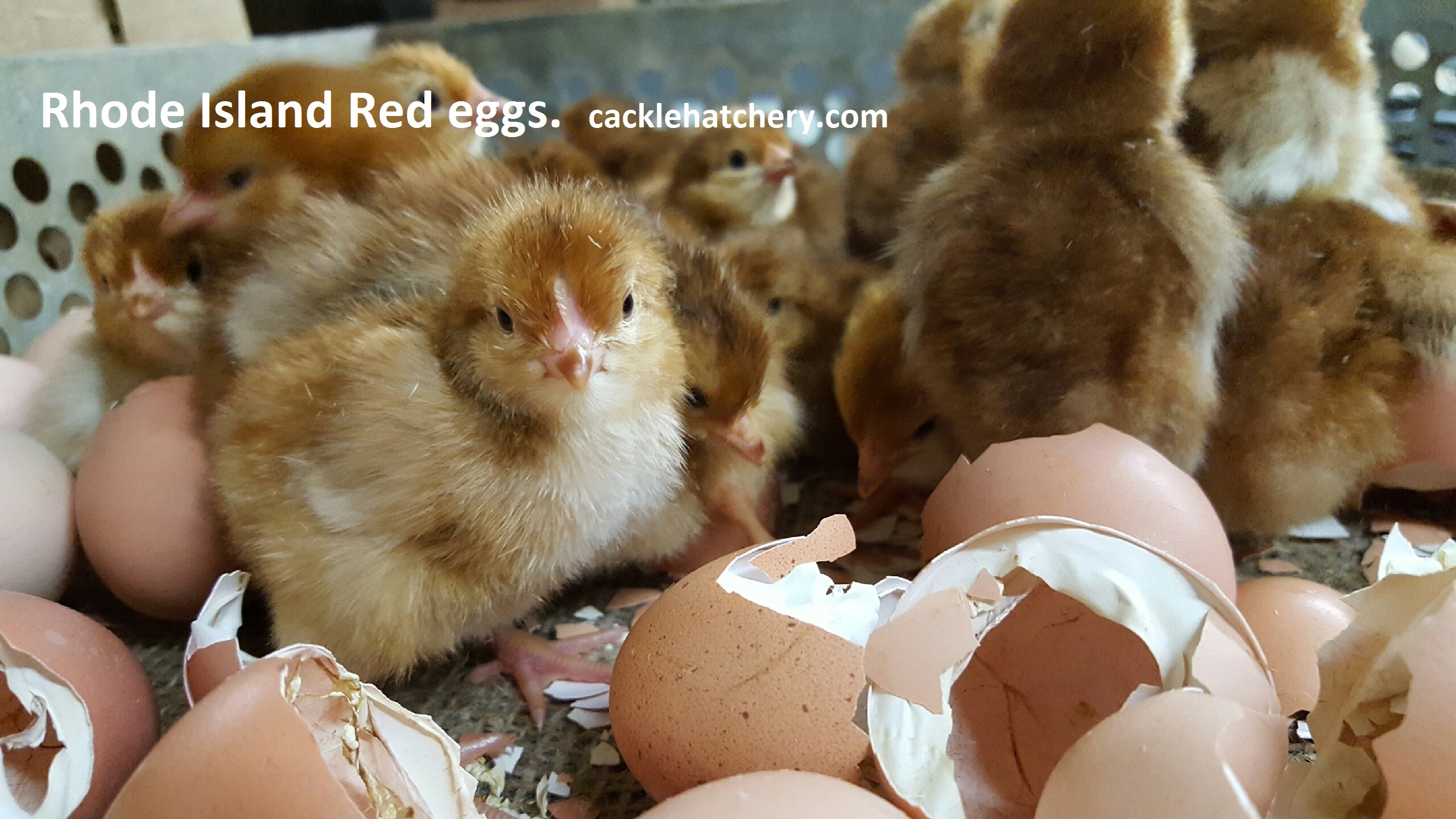 Assorted Rhode Island Poultry Chicken Hatching Eggs" 24 " 