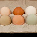 Why Do Chicken Eggs Come in Different Colors?