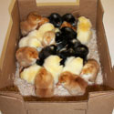 How to Care for Baby Chickens Delivered by Mail