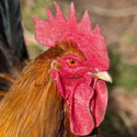 Why Does a Rooster Have a Comb?