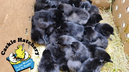 Ayam Cemani Baby Chicks