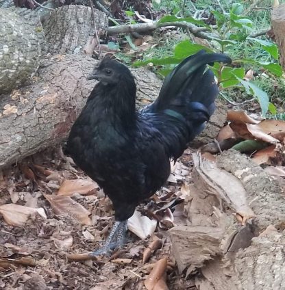 Ayam Cemani Chicken