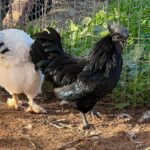 Ayam Cemani