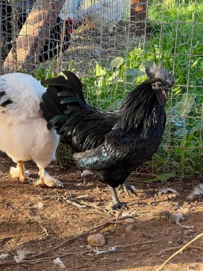 Ayam Cemani