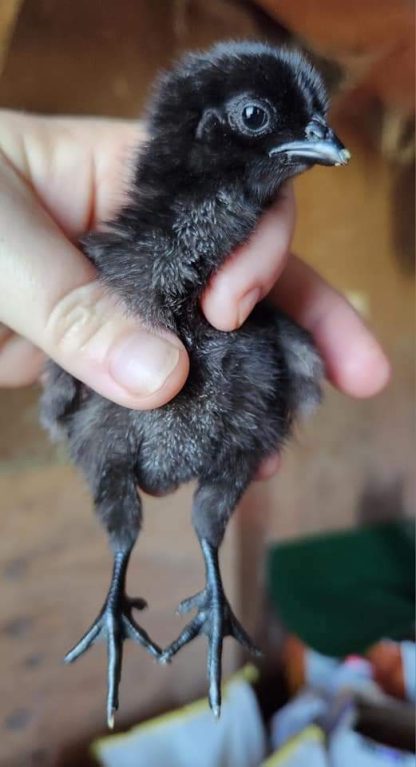 Baby Chicks: Ayam Cemani - My Pet Chicken