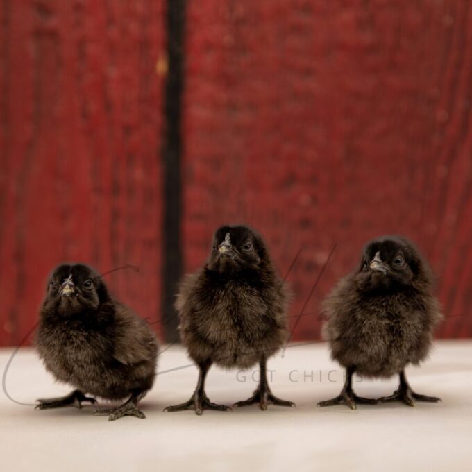 Ayam Cemani Chicken - Image 3