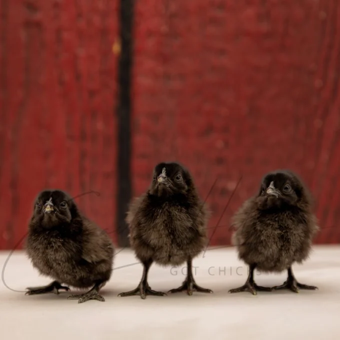 Ayam Cemani Chick