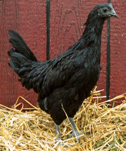 Ayam Cemani Hen