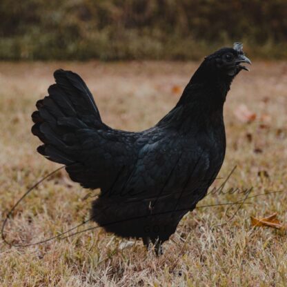 Ayam Cemani Chicken - Image 2