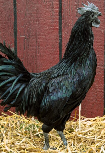 Ayam Cemani Rooster