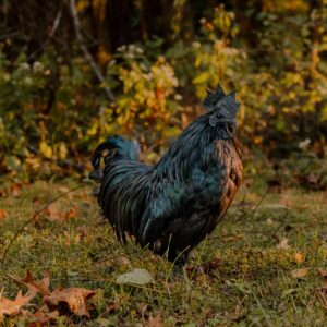 Ayam Cemani Chicken