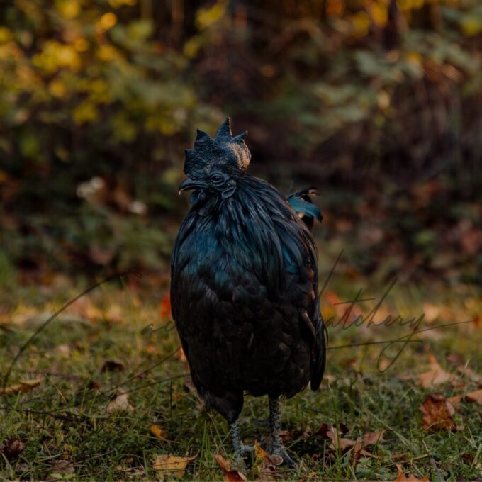 Ayam Cemani Chicken - Image 8