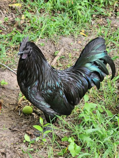 Ayam Cemani