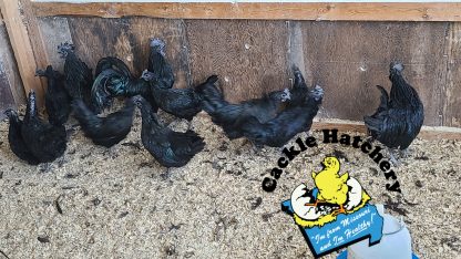 Ayam Cemani Chickens