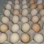 Ayam Cemani Eggs