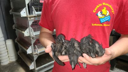 Ayam Cemani Chickens