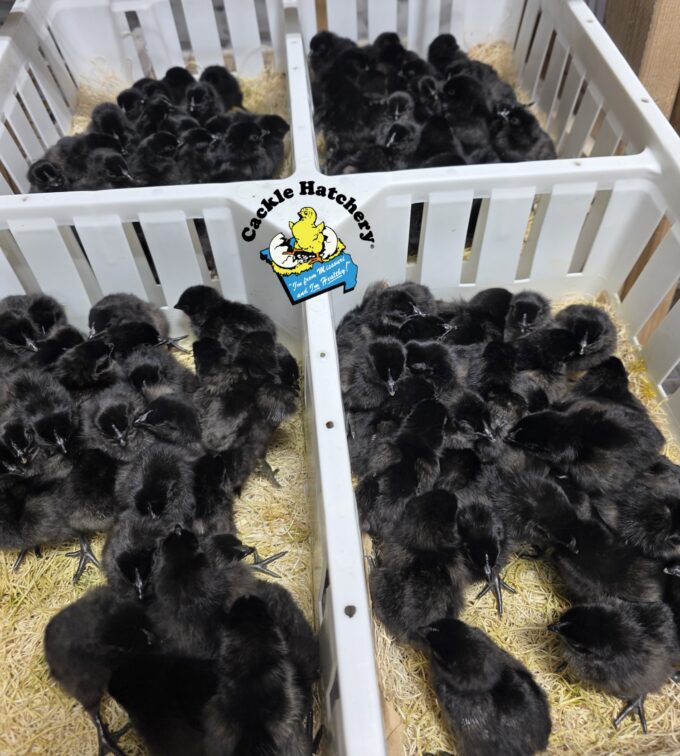 Ayam Cemani Chicken - Image 66