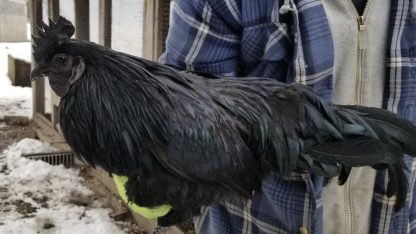 Ayam Cemani Chicken