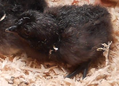 Ayam Cemani Baby Chick