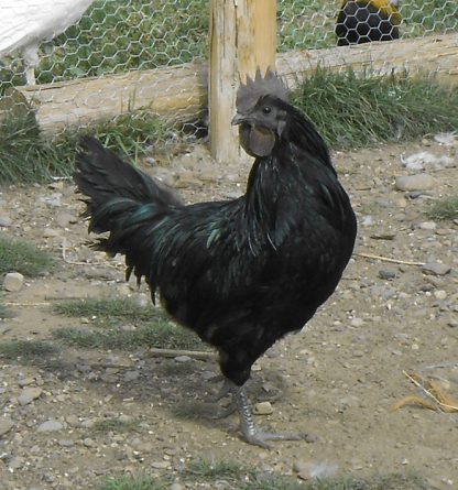 Ayam Cemani Chicken