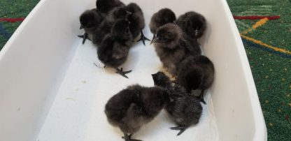 Ayam Cemani Baby Chicks