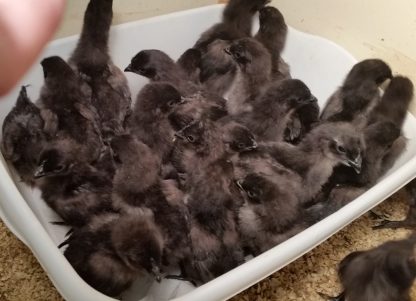 Ayam Cemani Baby Chicks