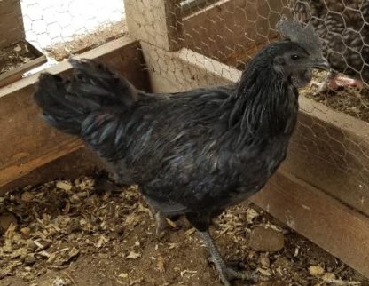 Ayam Cemani Chicken