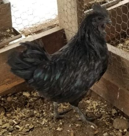 Ayam Cemani Chicken