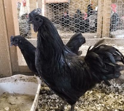 Ayam Cemani Chicken