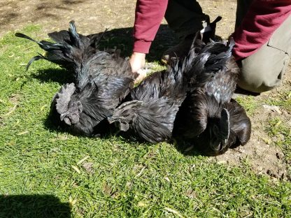 Ayam Cemani