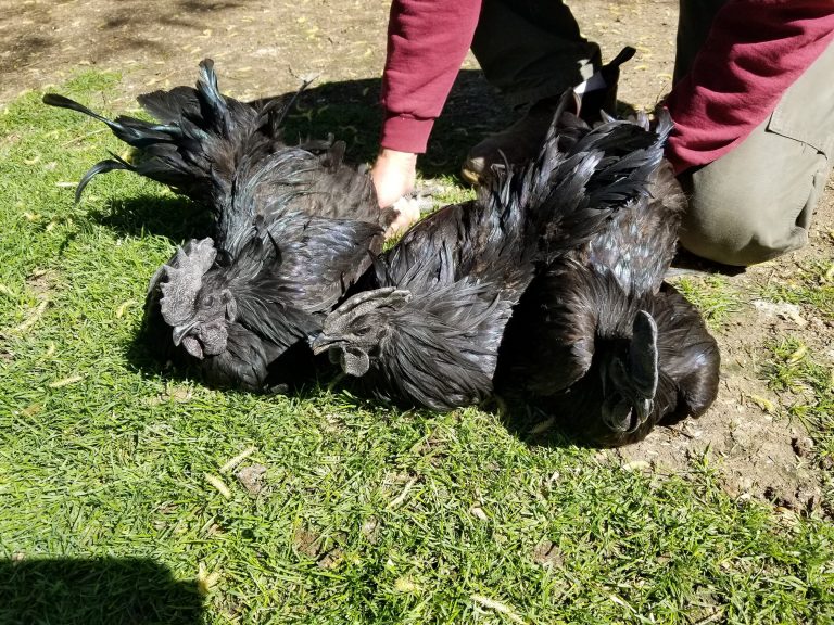 Ayam Cemani