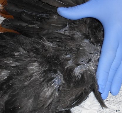 Ayam Cemani Chicken Feathers