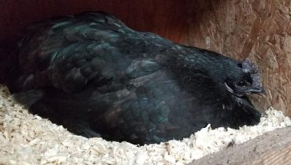 Baby Chicks: Ayam Cemani - My Pet Chicken