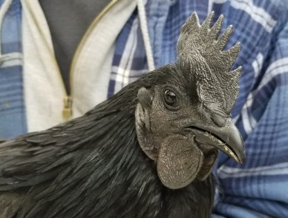 https://www.cacklehatchery.com/wp-content/uploads/2017/08/ayam-cemani-renae-5-416x315.jpg