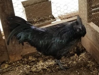 Ayam Cemani Chicken