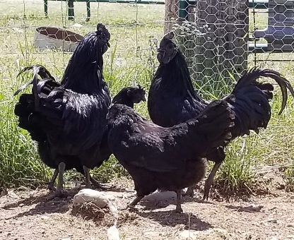Ayam Cemani Chickens