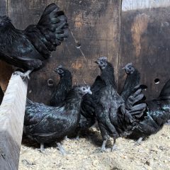 Ayam Cemani Chickens