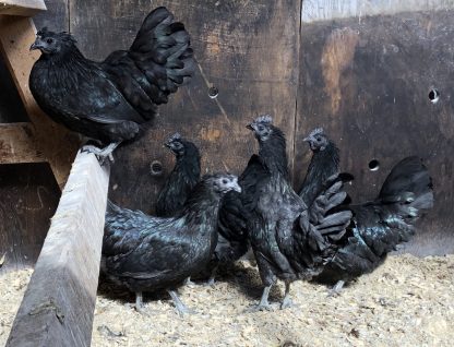 Ayam Cemani Chickens