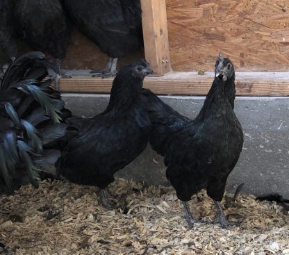 Ayam Cemani Chicken