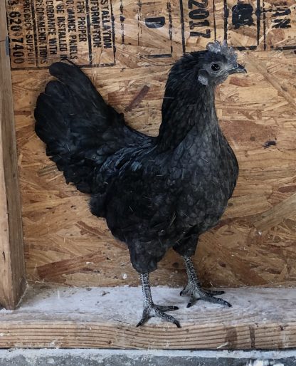 Ayam Cemani Chicken