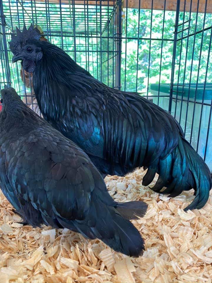 Details about   6 A Black Ayam Cemani Hatching Eggs High Pedigree NPIP Certified *Show Quality 